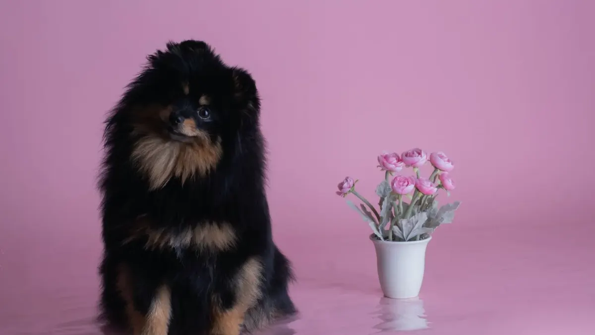 Dog standing indoors