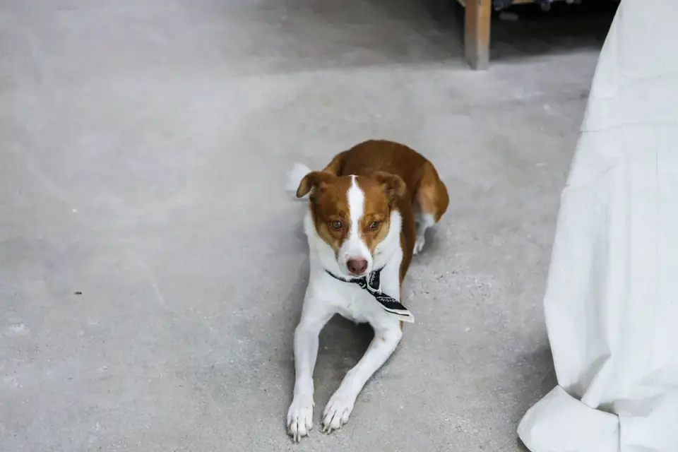 Dog stretching indoors