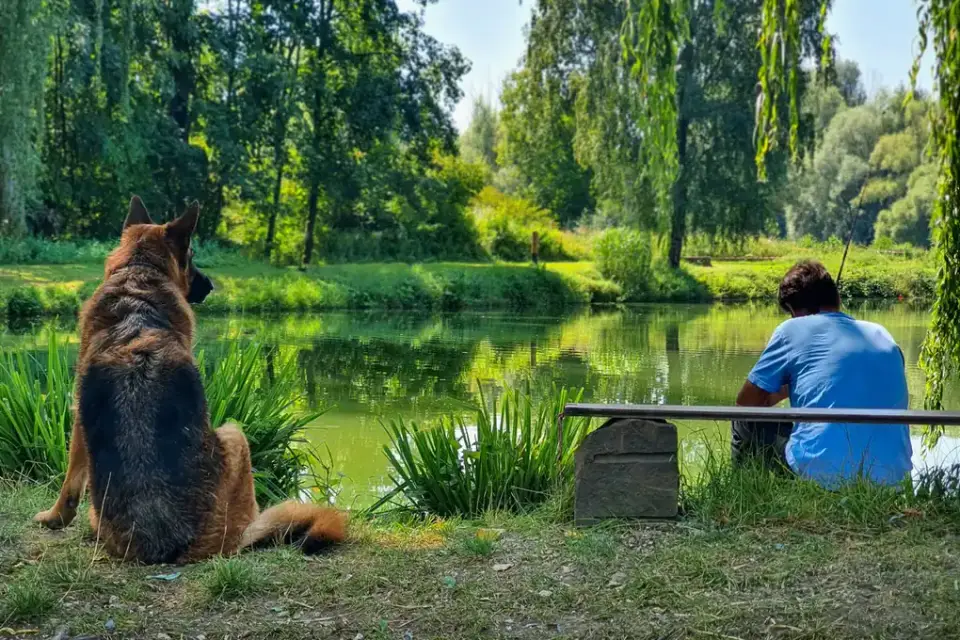 Dog training outdoors