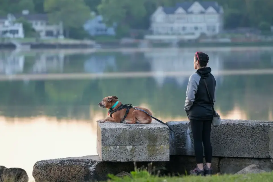 Dog training outdoors