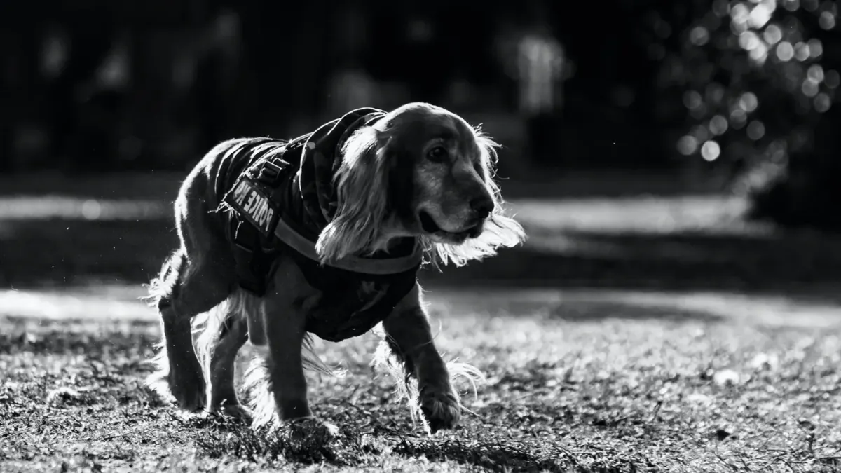 Dog training outdoors