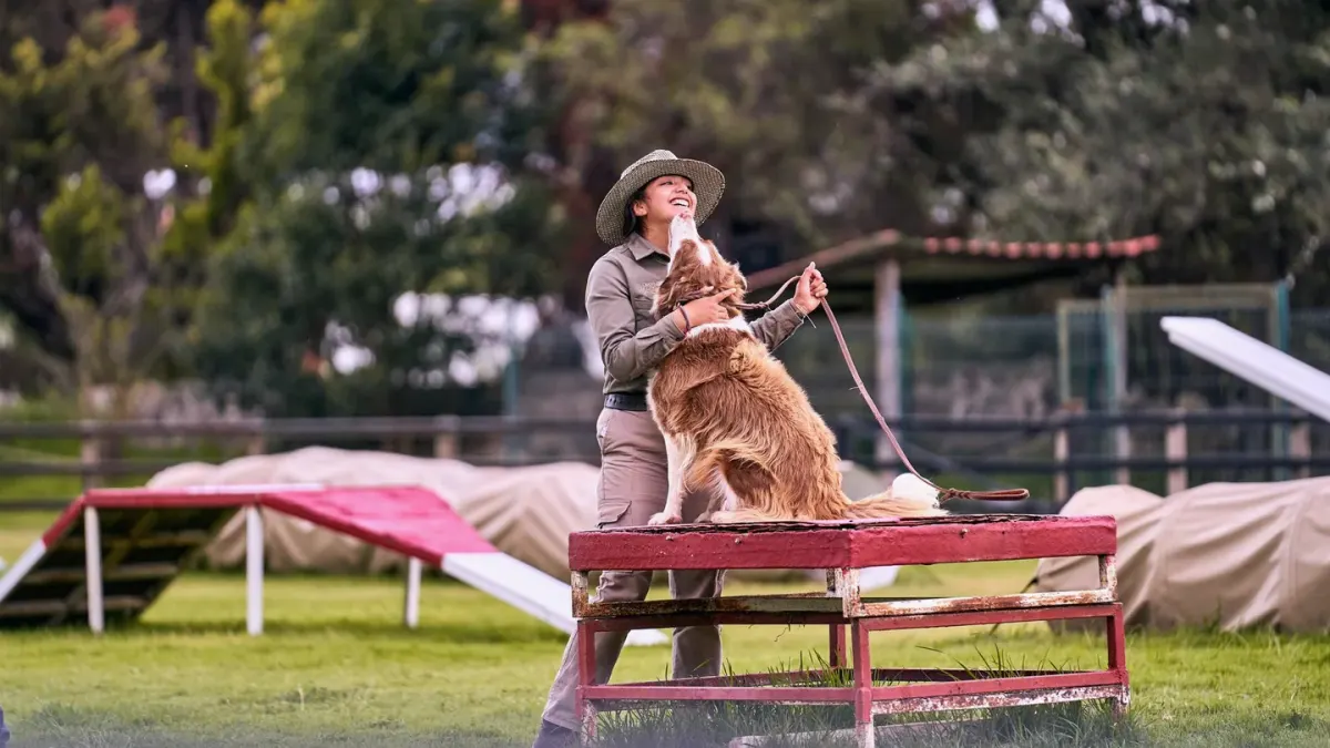 Dog training outdoors