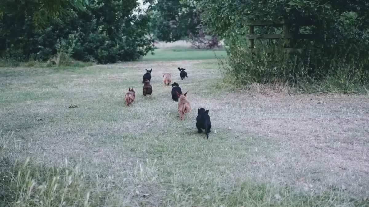 Dog training outdoors