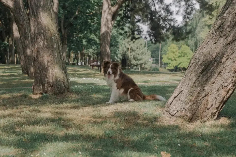 Dog training outdoors