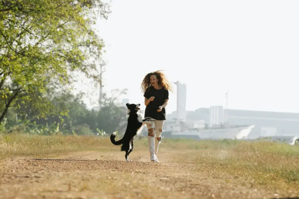 Dog traveling with an owner