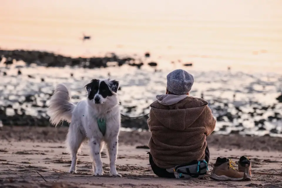 Dog traveling with an owner
