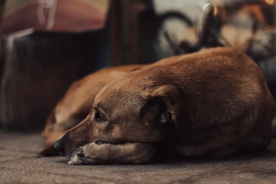 Dog waiting beside a bowl