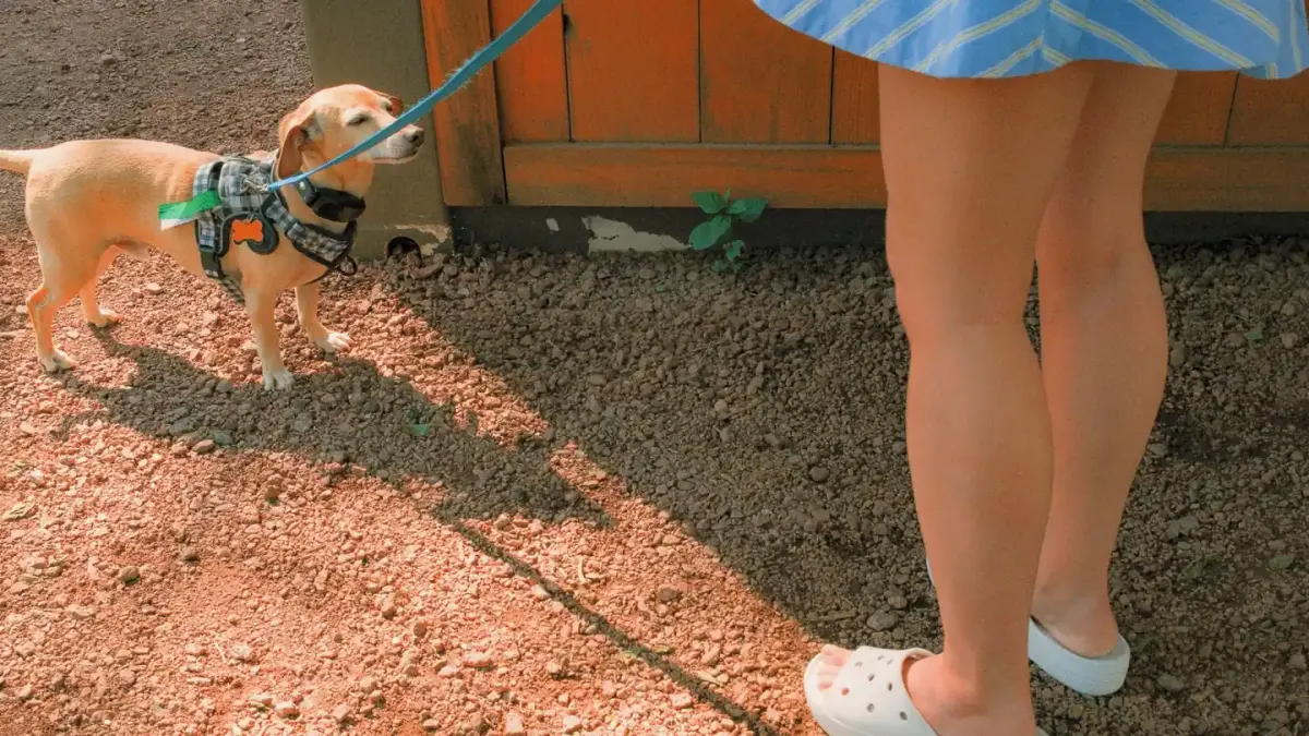 Dog walking beside an owner