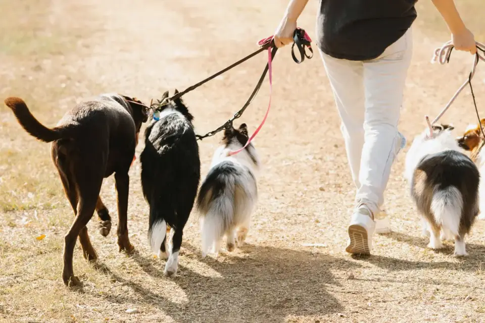 Dog walking beside an owner