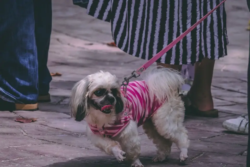 Dog walking beside an owner