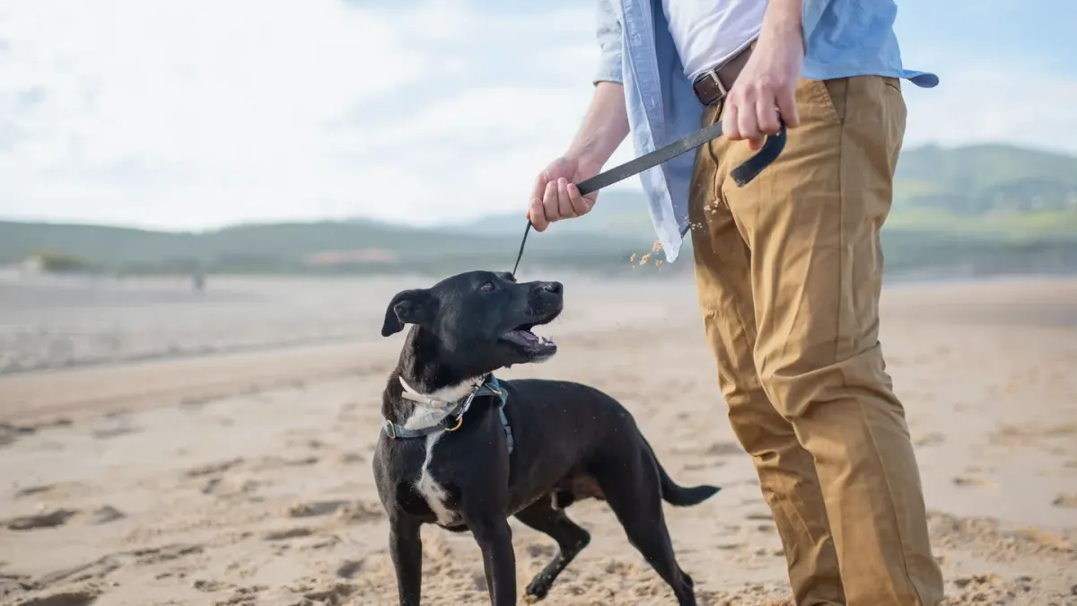 Dog walking beside an owner