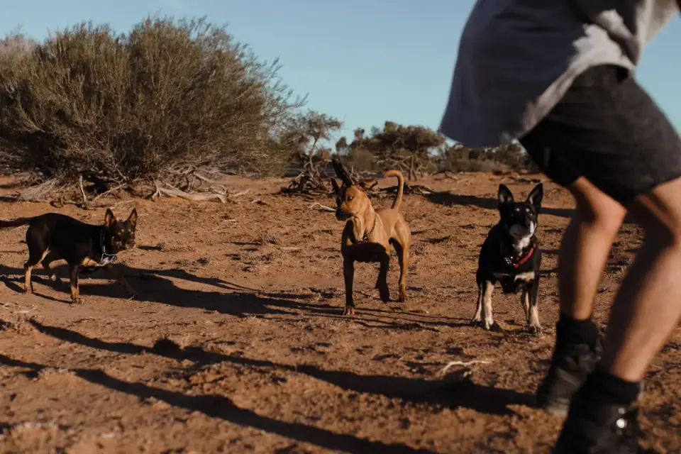 Dog walking beside an owner