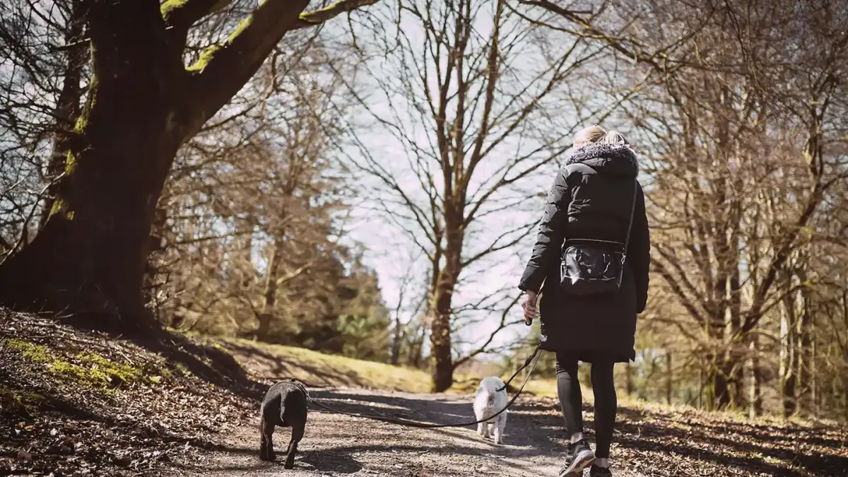 Dog walking beside an owner