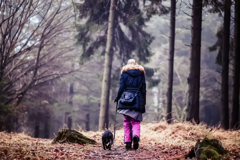 Dog walking beside an owner