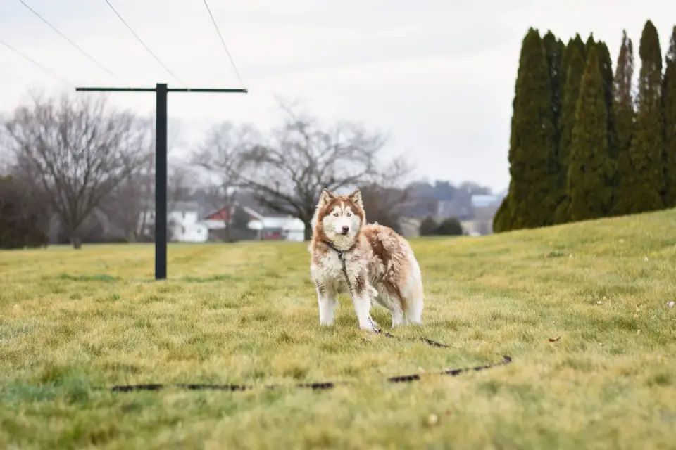 Dog walking gingerly on grass under a heavy, overcast sky