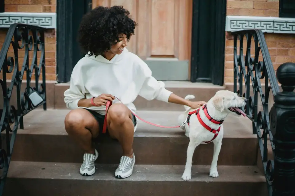 Dog walking with an owner
