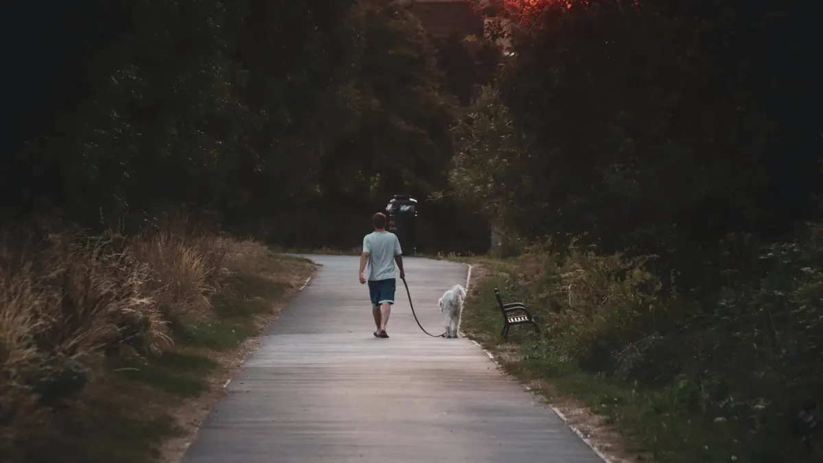 Dog walking with an owner