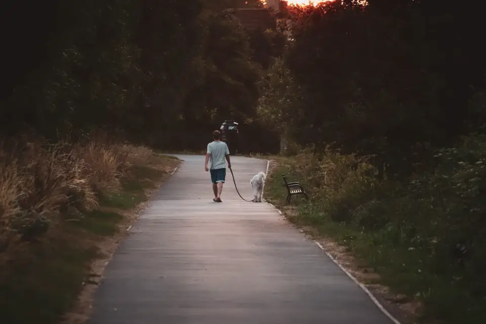 Dog walking with an owner