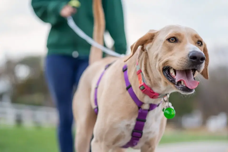 Dog walking with an owner