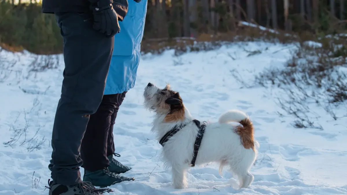 Dog walking with an owner