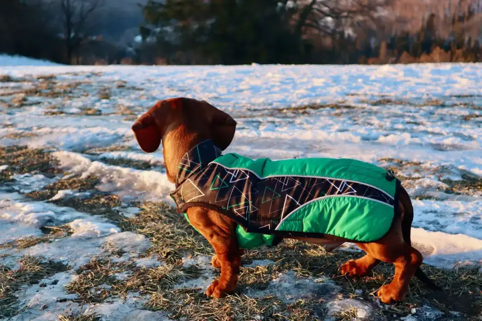 Dog wearing a coat