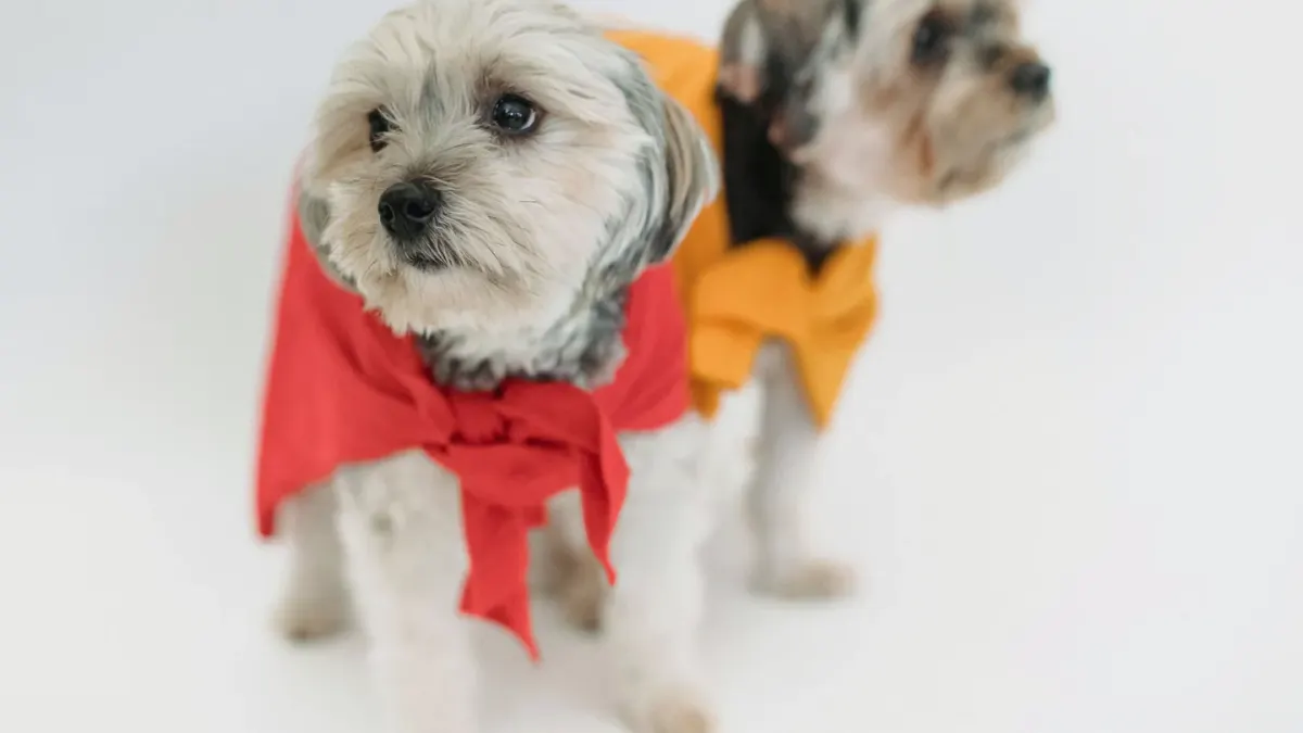 Dog wearing a coat