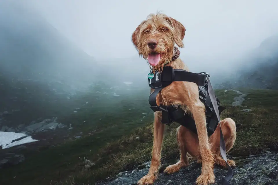 Dog wearing a coat