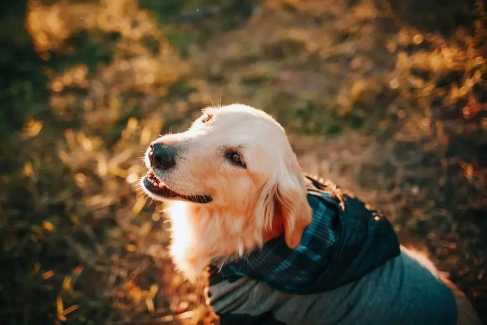 Dog wearing a coat