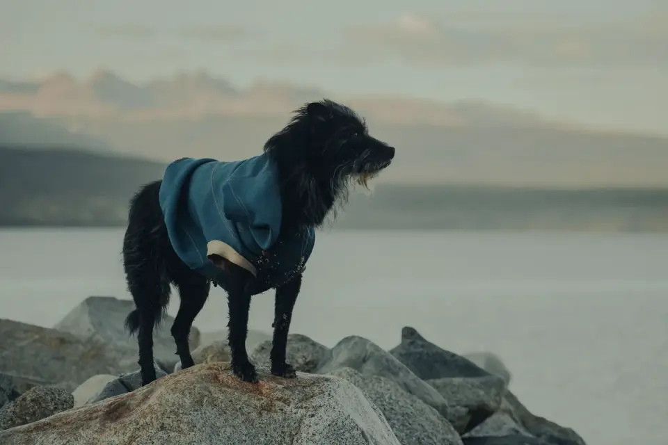 Dog wearing a coat