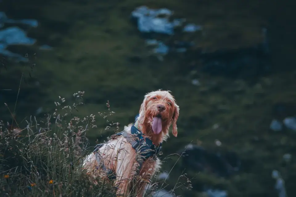 Dog wearing a coat