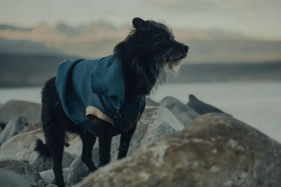 Dog wearing a coat