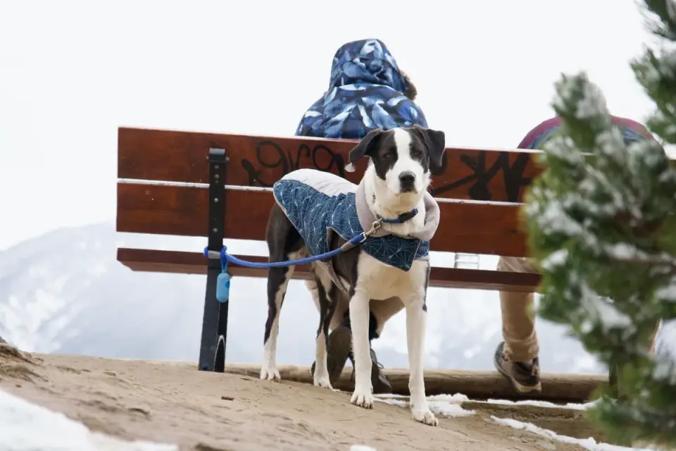 Dog wearing a coat