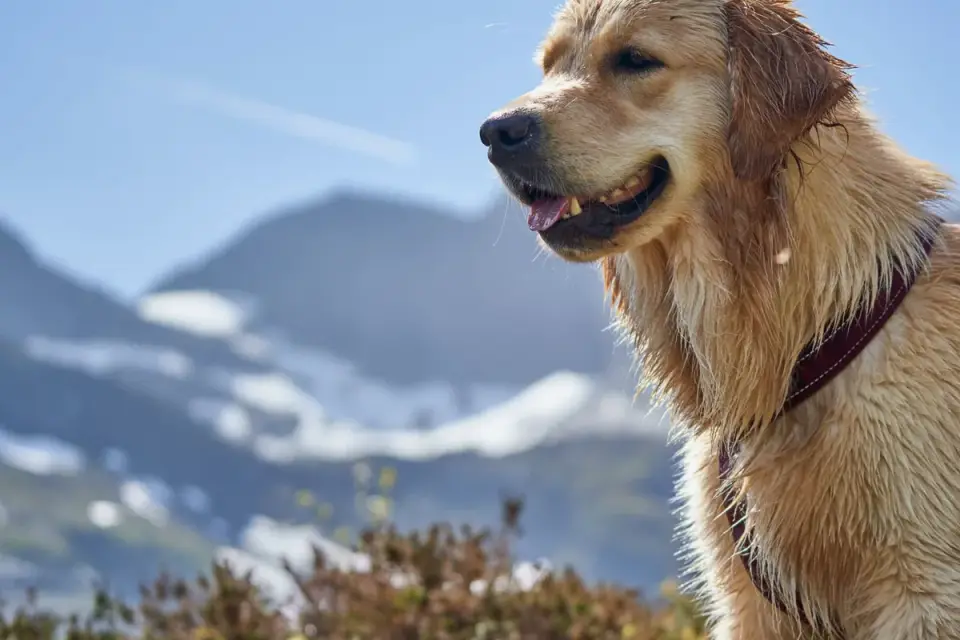Dog wearing a coat