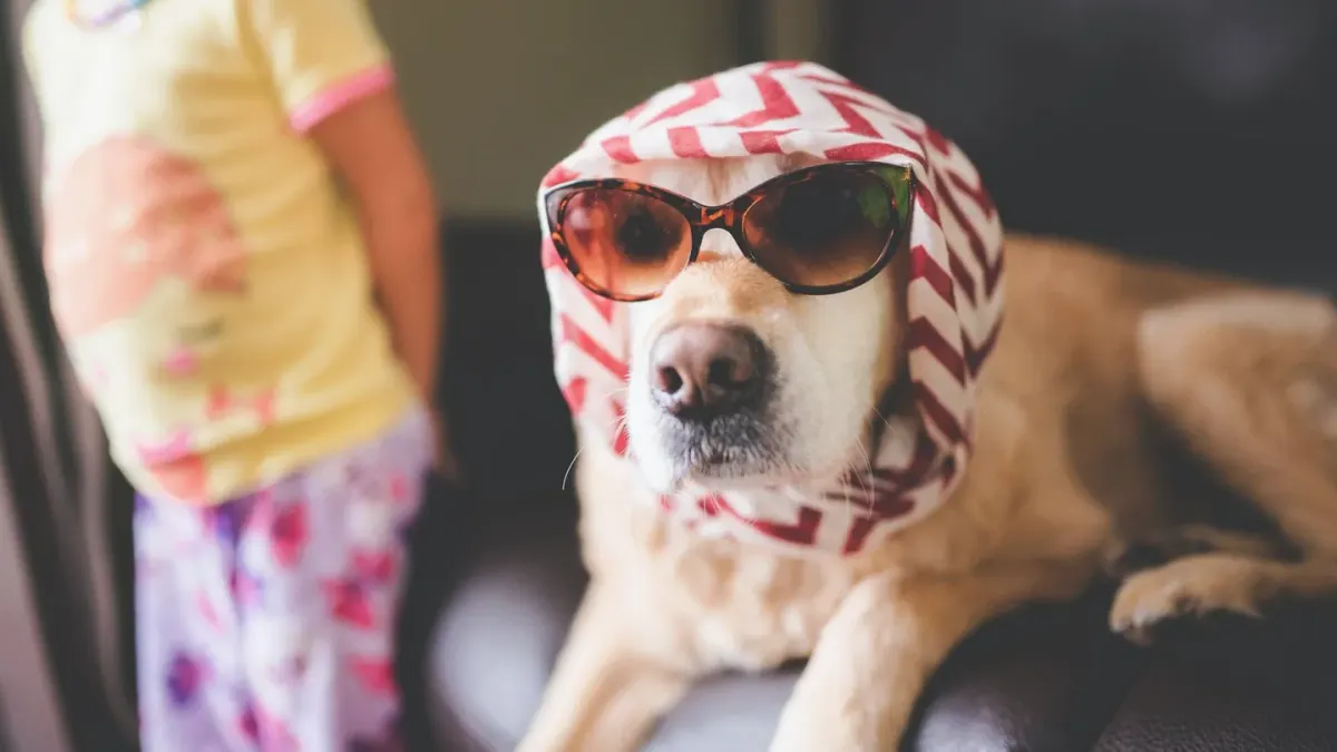 Dog wearing a coat