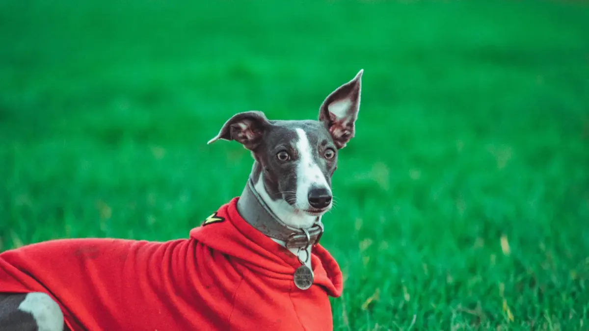 Dog wearing a coat