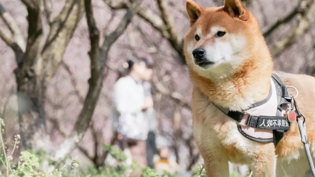Dog wearing a harness