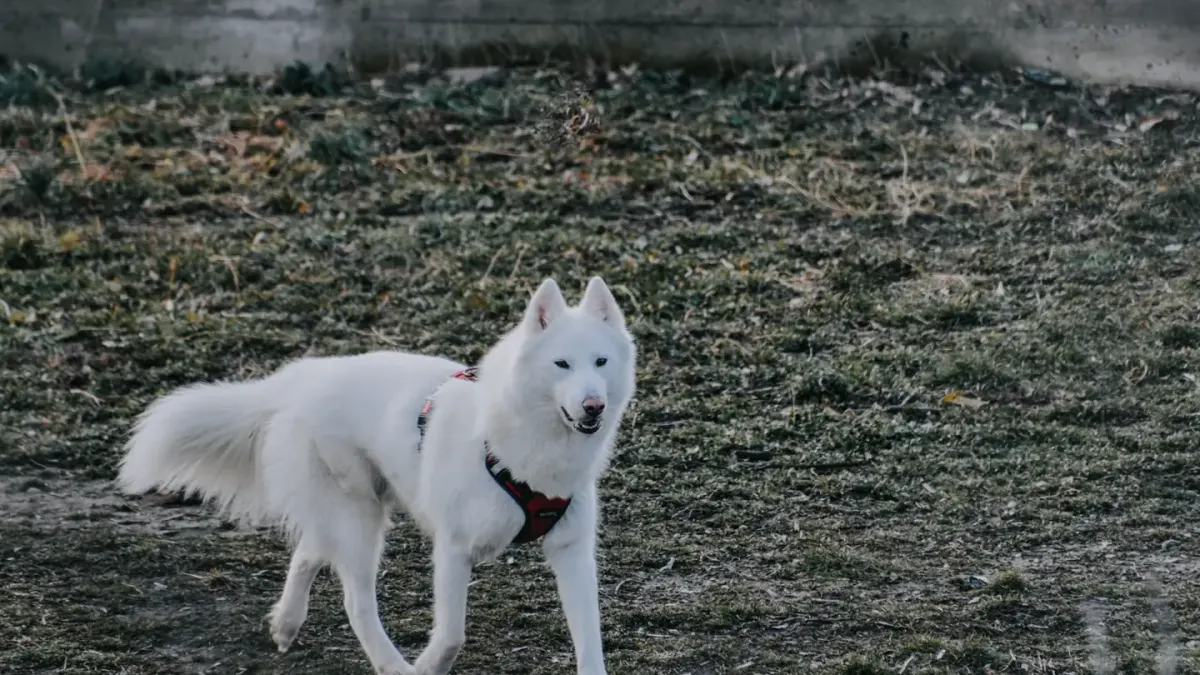 Dog wearing a harness