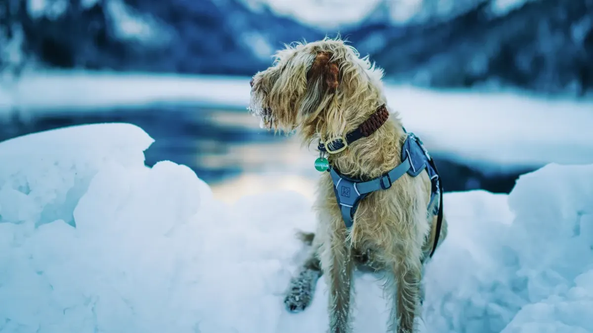 Dog wearing a harness