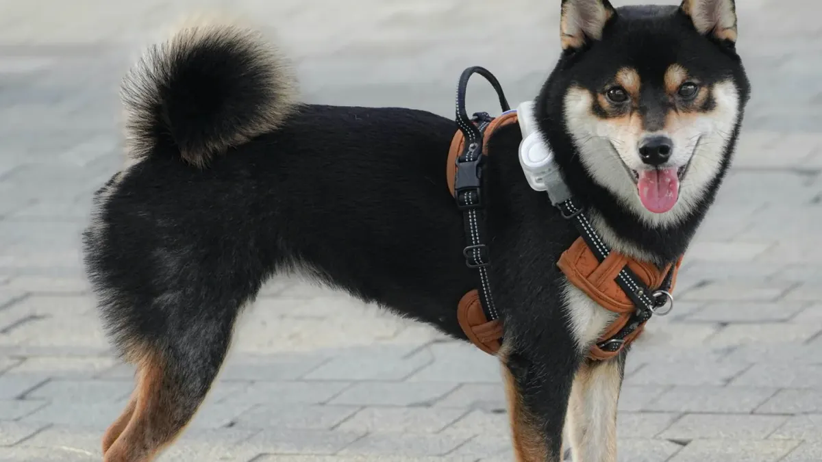 Dog wearing a harness