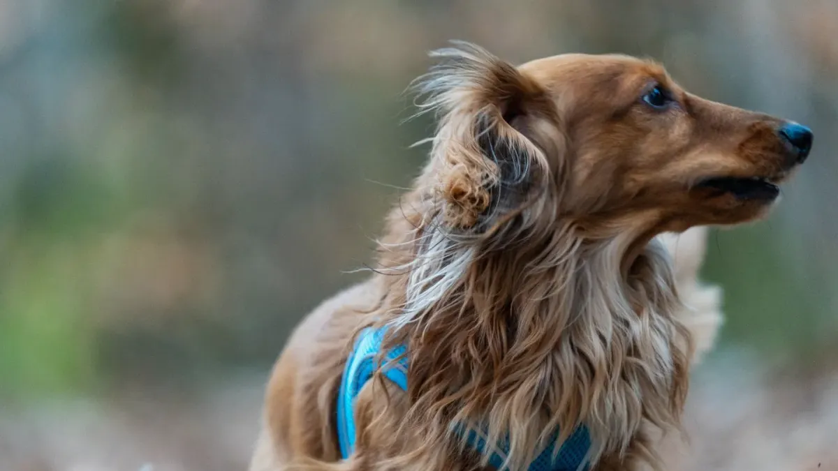 Dog wearing a harness