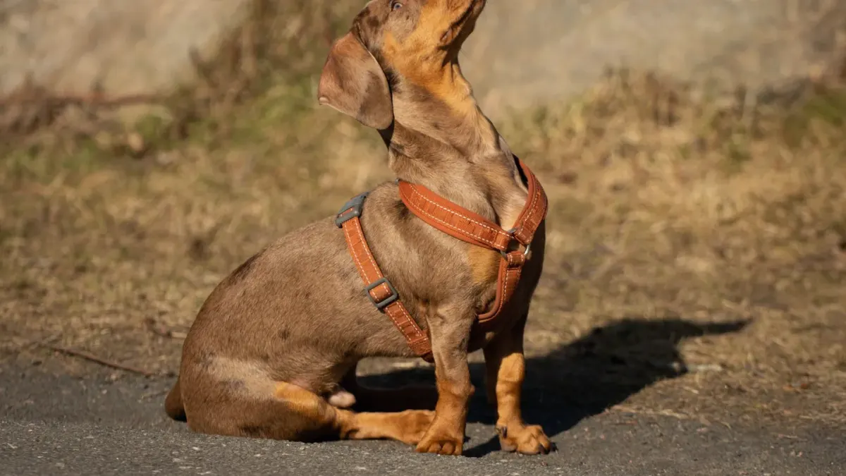Dog wearing a harness