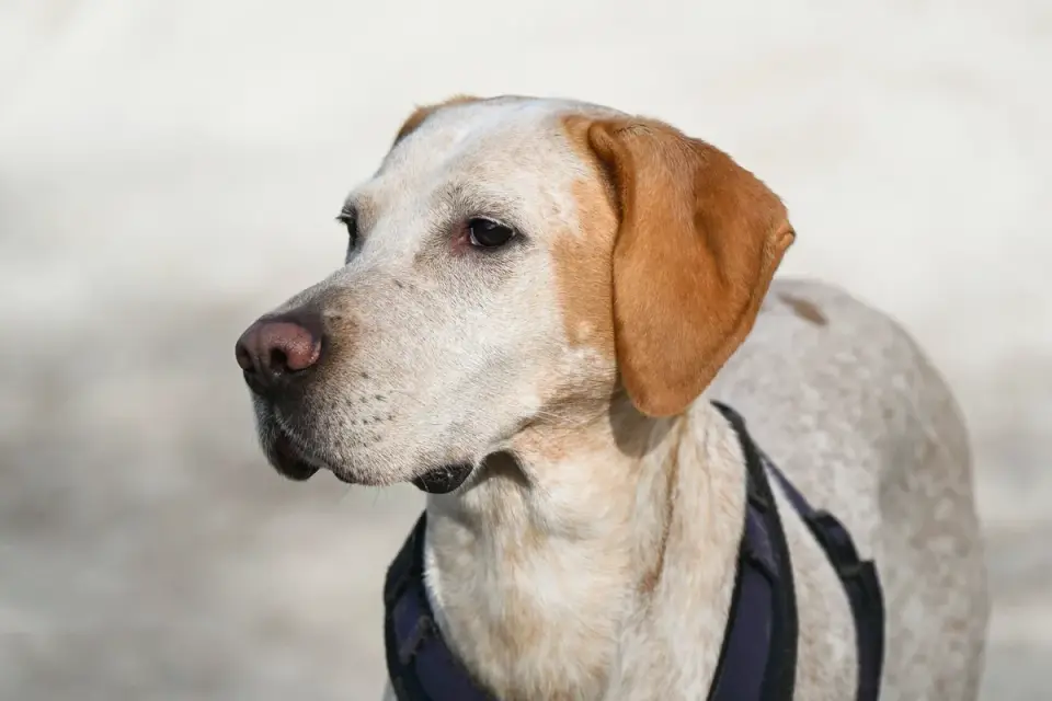 Dog wearing a harness
