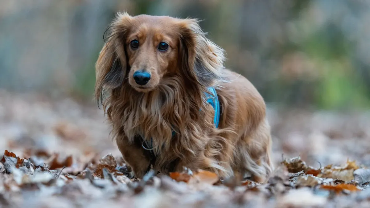 Dog wearing a harness
