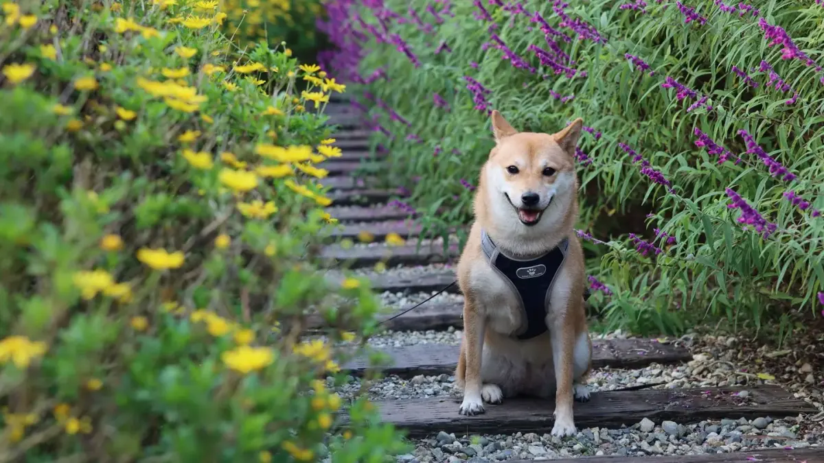 Dog wearing a harness