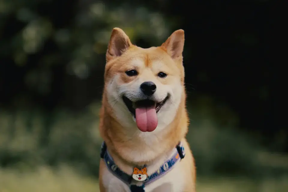 Dog wearing a harness