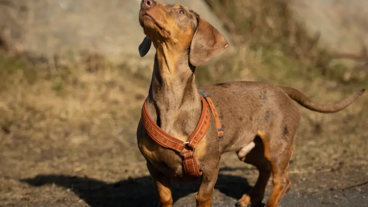 Dog wearing a harness