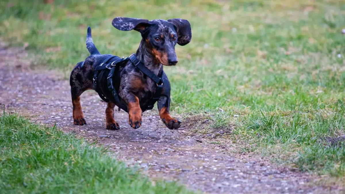Dog wearing a harness