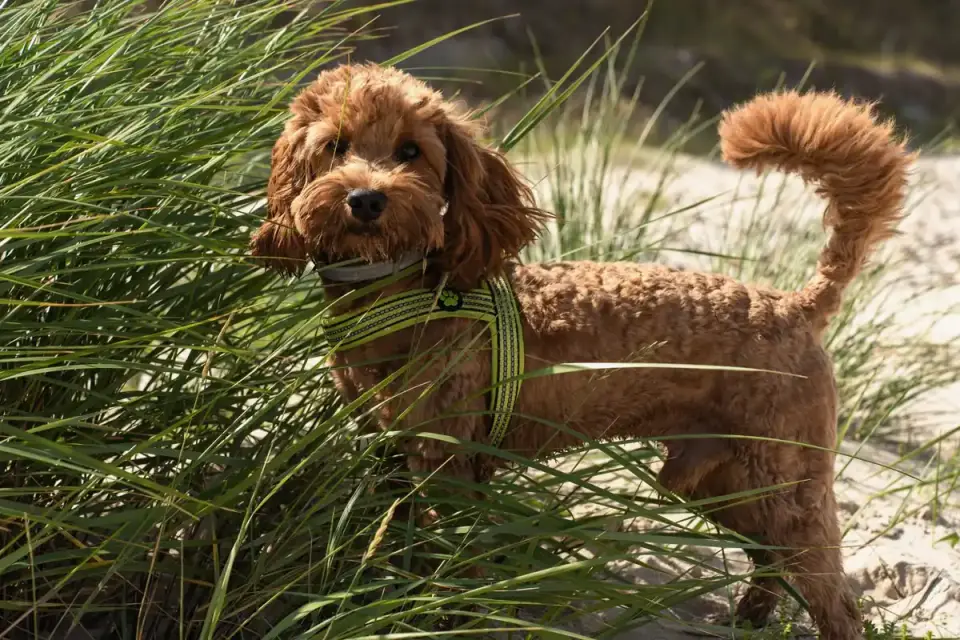 Dog wearing a harness