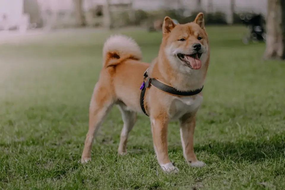 Dog wearing a harness