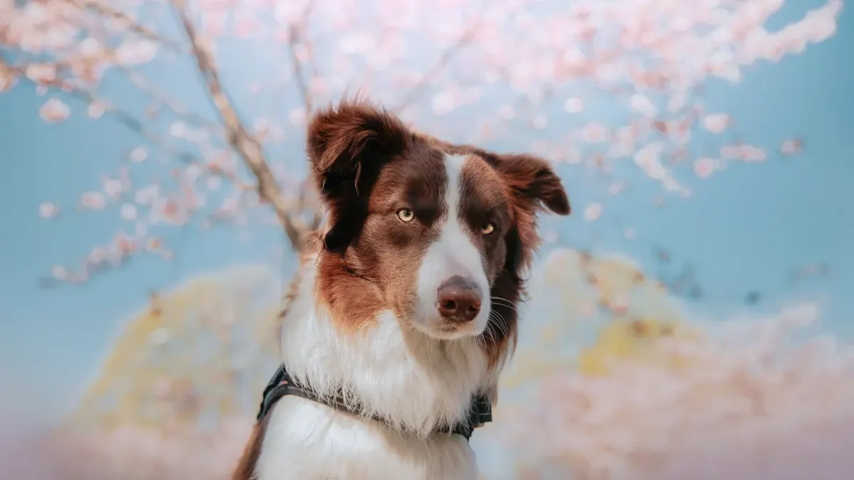 Dog wearing a harness